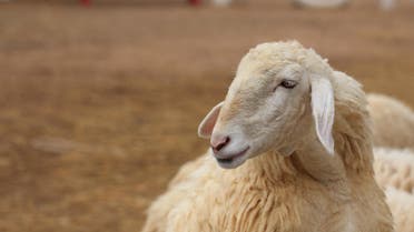 sheep shutterstock