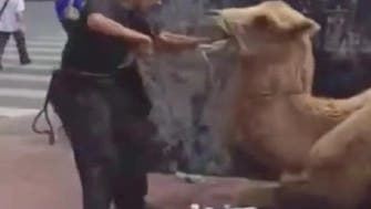Animal abuse? Man force-feeds camel plastic bottles