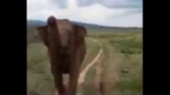 Woman hysterical as elephant chases after her car