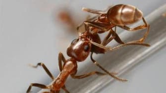 سر تحول أسنان النمل إلى أدوات صلبة وحادة!