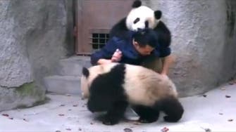 Baby pandas wrestle their way out of medication 