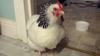 Gesundheit! Video of sneezing chicken goes viral 