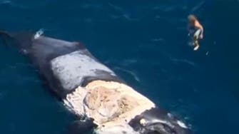 Watch man leap on whale encircled by hungry sharks 