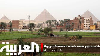 Egyptian farmers work near the Great Giza pyramids 