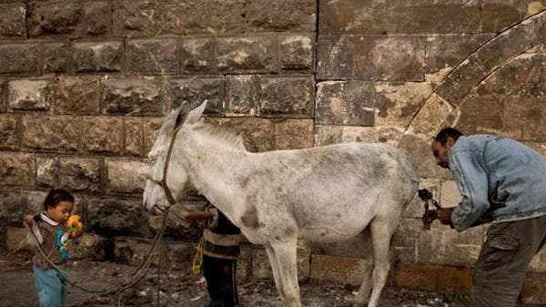 Burdened beast: India's donkeys are disappearing; here is why