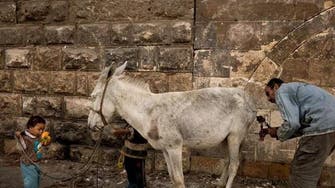 Meet the man grooming Cairo’s donkeys