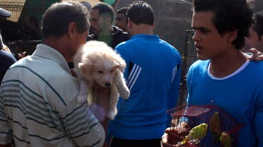 Pets on display at Cairo market
