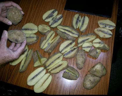 The hashish was hidden in incisions made in 16 potatoes. (Photo courtesy: naharnet.com)