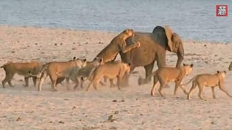 Watch this young elephant fight off a pack of lions