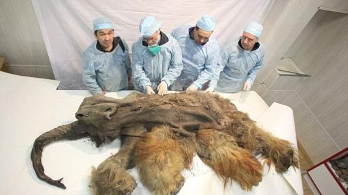 Potential cloning of a mammoth raises ethical questions among scientists |  Al Arabiya English