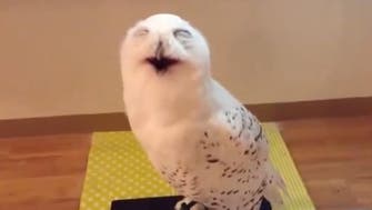 Laughing owl gets more than 2 million views on YouTube  