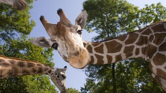 Giraffes on a plane to Qatar? Interpol releases most wanted list