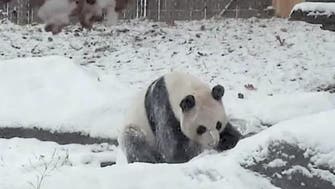 Video of ecstatic Toronto panda goes viral 