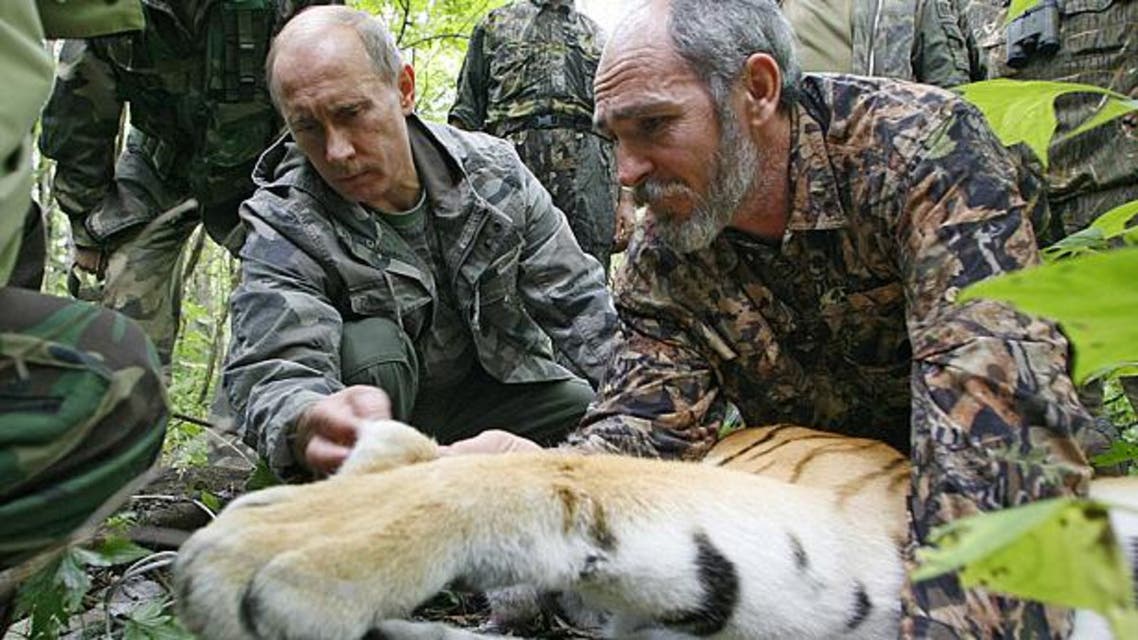 Russian Prime Minister Vladimir Putin fixes a GPS-Argos satellite transmitter onto a tiger during his visit to the Ussuriysky forest reserve of the Russian Academy of Sciences Photo: AFP