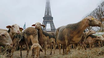 Sheep flock to Eiffel tower as French farmers cry wolf 