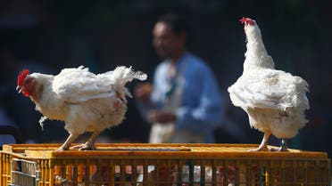 bird flu egypt REUTERS