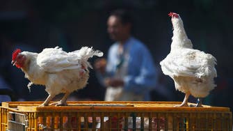 Egypt reports eighth bird flu death this year      