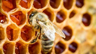 Beekeepers make Saudi honey festival a sweet success