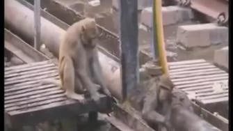 Video: Hero monkey saves ‘dying’ friend at India train station