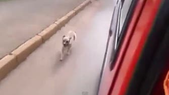 Devoted dog filmed chasing sick owner to hospital