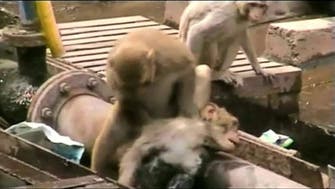 Monkey gives first aid to electrocuted friend 