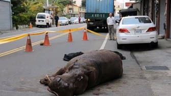 Hippo jumps from moving truck in Taiwan, startling locals 