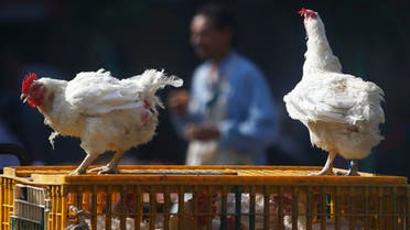 chicken chickens birds market bird flu egypt reuters