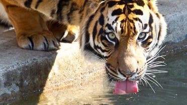 Sumatran tiger captured in Indonesia after second human attack | Al Arabiya  English