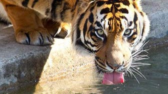 Sumatran tigers recovering after COVID-19 infection at Indonesia zoo 
