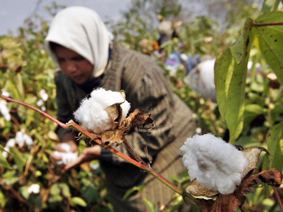 Cairo stops subsidies to farmers of cotton, once Egypt's 'white gold' | Al Arabiya English