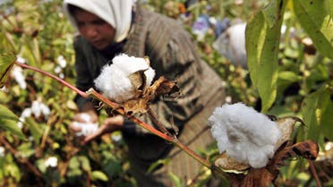 Cotton Egypt AFP 