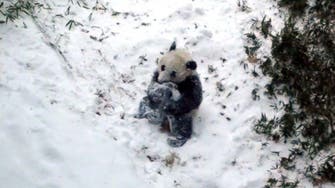 Baby panda sees snow for the first time in U.S. zoo 