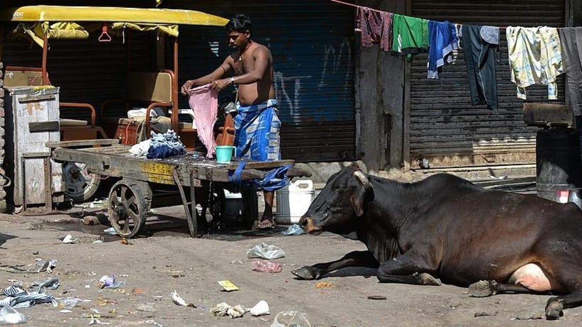 The cow, also known as “Kamdhenu” -- “that which fulfils human needs” -- is described in Hindu scriptures as the “mother” of civilization. (File photo: AFP)