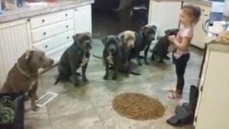Little girl keeps six hungry pitbulls waiting as she prepares food