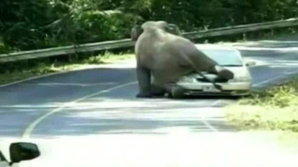 Video: Elephant crushes tourist car at Thai national park - Al Arabiya