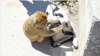 Video shows crafty monkey stealing sandwich from tourists
