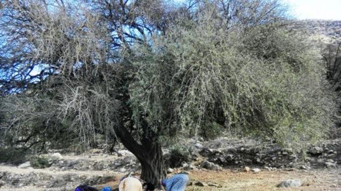 شجرة الارغان المغرب