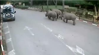 Three rhinos caught on camera escaping Israeli zoo