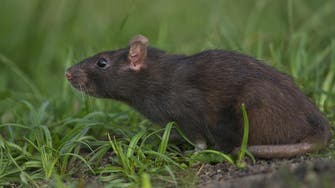 UK scientists to start world’s biggest rat cull