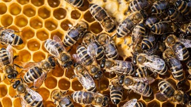 bees shutterstock honey