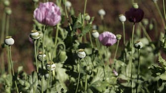 The U.S. heroin boom is forcing Mexican opium farmers to plant more