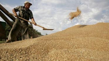Hard wheat (File photo: AFP)