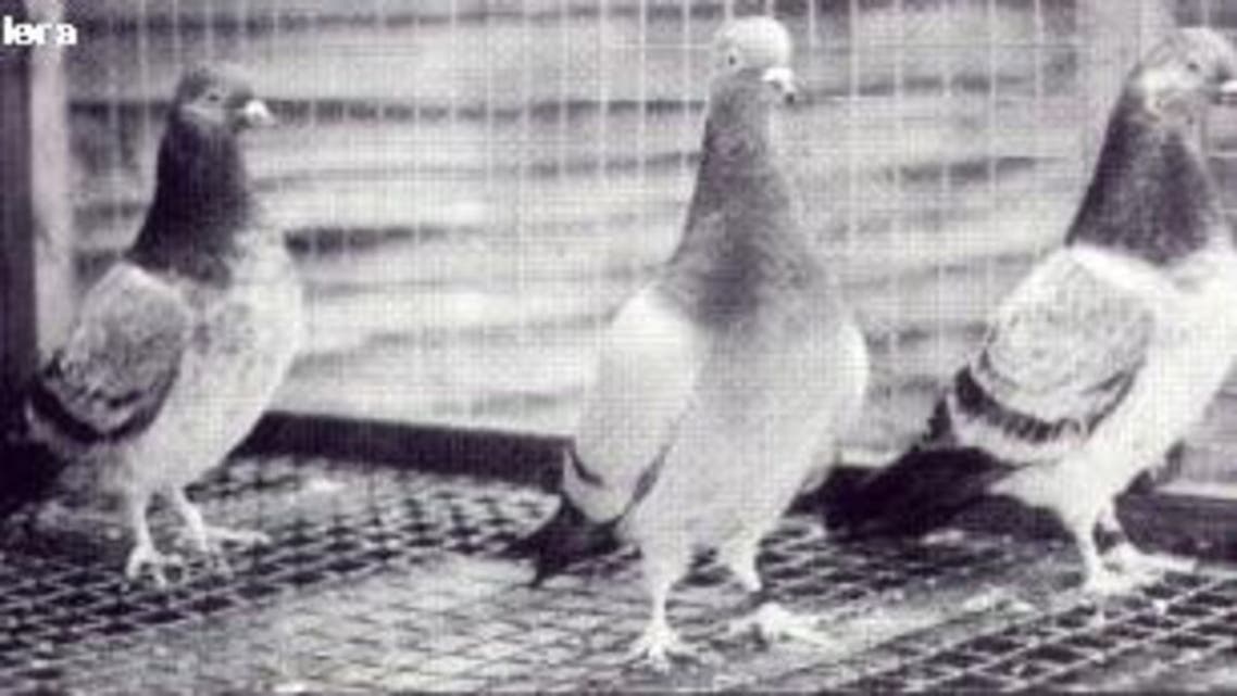 pigeon