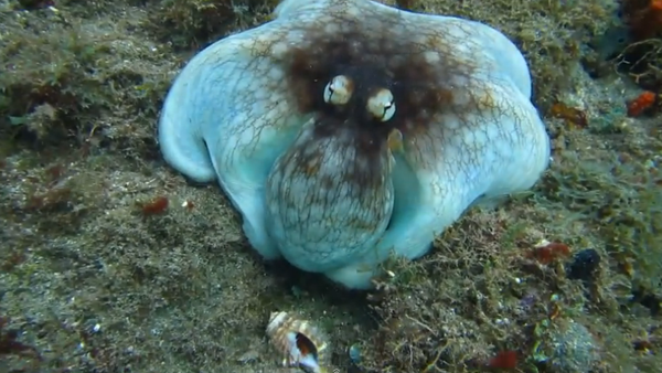 big mood changing octopus