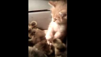 A fuzzy encounter: Kitten mingles with ducklings