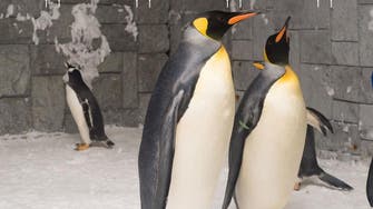 Love-stricken penguin proposes to his mate at Ski Dubai 