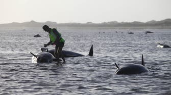 Almost 200 whales stranded on New Zealand beach