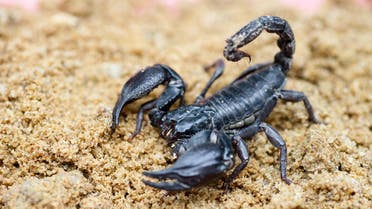 Scorpion stings woman on plane (Shutterstock)