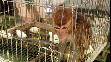 Macaque monkey Manila AP