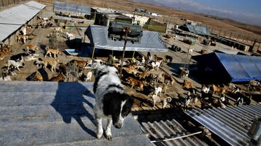 In this Friday, Dec. 5, 2014 photo, a dog stands on a rooftop at the Vafa Animal Shelter in the city of Hashtgerd 43 miles (73 kilometers) west of the capital Tehran, Iran. Man’s best friend is seen as anything but in Iran, where city workers gun down strays and conservatives view pet dogs as a corrupting Western influence. But in a rare animal shelter in the countryside west of Tehran, hundreds of lucky pups have found mercy, and a growing number of Iranians are learning to love them. (AP Photo/Vahid Salemi)